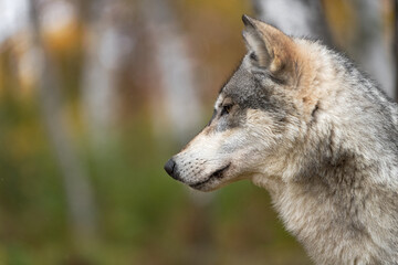 Naklejka na ściany i meble Grey Wolf (Canis lupus) Profile in Woods Autumn