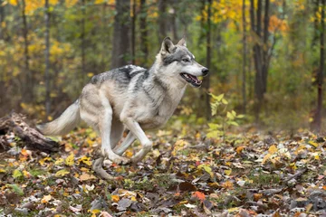 Deurstickers Grey Wolf (Canis lupus) Runs Right Through Woods Autumn © geoffkuchera