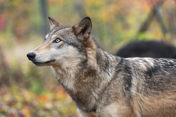 Grey Wolf (Canis lupus) Looks Up Black Phase in Background Autumn