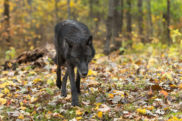 Black Phase Grey Wolf (Canis lupus) Stalks Forward Out of Woods Autumn
