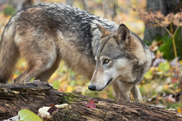 Grey Wolf (Canis lupus) Turns Near Log Autumn