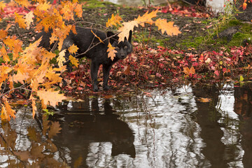 Silver Fox (Vulpes vulpes) Looks Past Leaves Reflected in Water Autumn