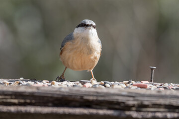 Nuthatch Feeding from a Wooden Feeder