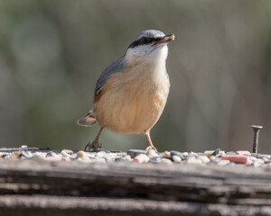 Nuthatch Feeding from a Wooden Feeder
