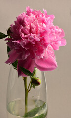 pink peony beautiful summer bouquet