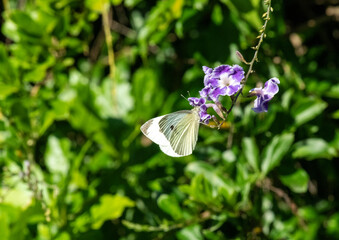 Butterfly on a flower