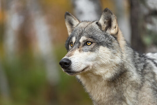 Grey Wolf (Canis lupus) Looks Up in Woods Autumn
