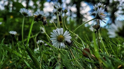 Daisy in the grass