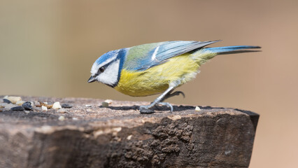 Blue Tit Feeding from a Wooden Feeder
