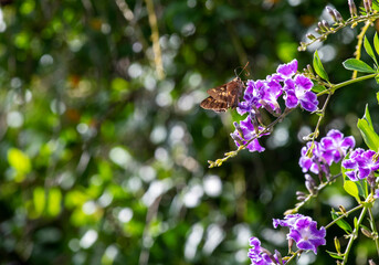 Butterfly on a flower