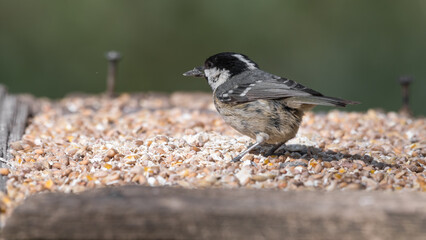 Naklejka premium Coal Tit Feeding from a Wooden Feeder