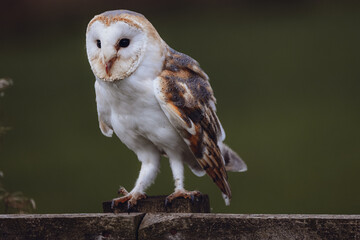 A European Barn Owl takes a rest on a wooden perch