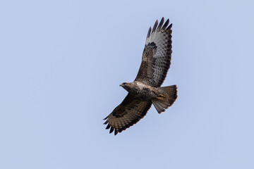 Obraz premium Common Buzzard
