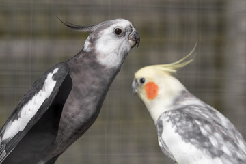 Two Cockatiels