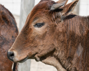 Zebu Miniature Cow