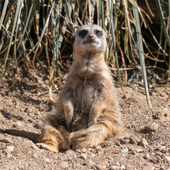 Meerkat Sitting on the Ground