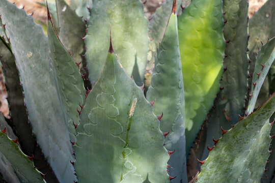 planta Agave maximiliana, para producir raicilla, bebida alcoholica en san gregorio, mixtlan, jalisco