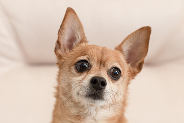 A terrier. A thoroughbred dog. Close-up. Animal themes. Magazine cover