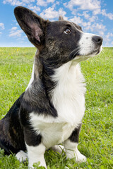 Welsh Corgi Pembroke. Purebred dog close-up. Pets