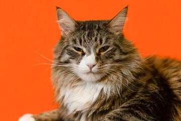 A long-haired cat on an orange background. A Maine Coon cat. Pets