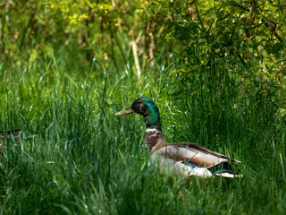Mallard duck (Anas platyrhynchos) on a lakeside grass bank in sunshine 
