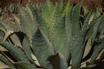 planta Agave maximiliana, para producir raicilla, bebida alcoholica en san gregorio, mixtlan, jalisco