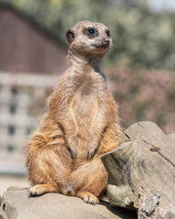 Meerkat Sitting on a Rock
