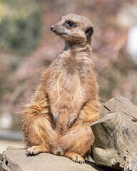 Meerkat Sitting on a Rock