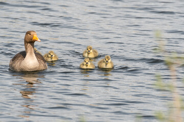 Greylag Goose and Goslings