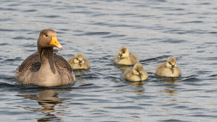 Greylag Goose and Goslings
