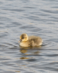 Young Gosling