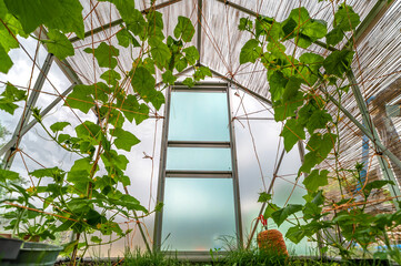 Zucht von Gurken im Gewächshaus im eigenen Garten