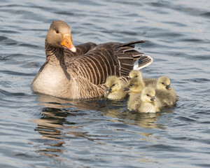 Greylag Goose and Goslings