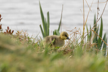 Young Gosling