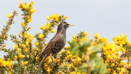 Starling Perched on a Bush
