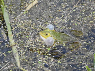 Green frogs in water making mating calls in early summer