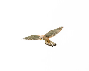 Kestrel Hunting