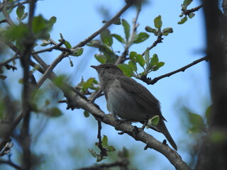 Nightingale perched on tree branch singing
