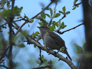 Nightingale perched on tree branch singing