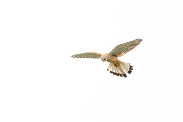 Kestrel Hunting