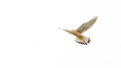 Kestrel Hunting