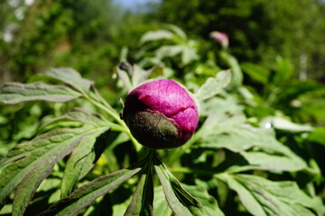 Peony buds about to burst into blossoms