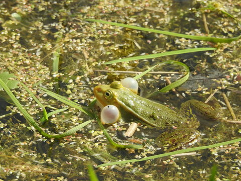 Green frogs in water making mating calls in early summer