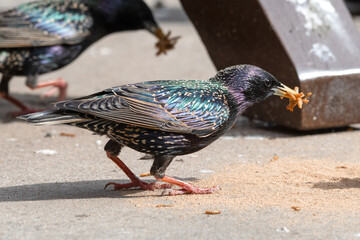 Starling Feeding on Mealworms