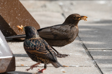 Female Blackbird Feeding on Mealworms
