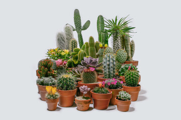 Ptooted Cactus showing variety in Succulent family - Powered by Adobe