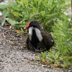 Moorhen