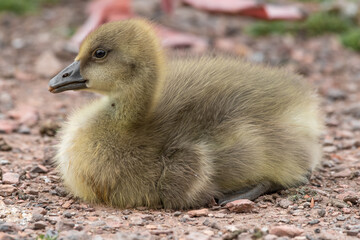 Young Gosling