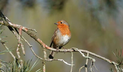A European robin perching on a tree against a defocused background. 