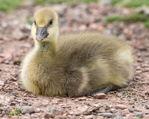 Young Gosling
